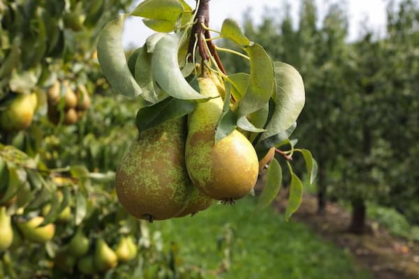تصویر 4 از خرید و قیمت گلابی جنگلی سردشت + فروش عمده